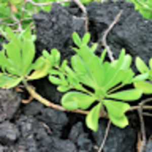 Meet your Posher, Eleanor